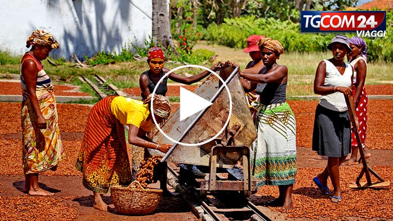 MADAGASCAR, COCOA PLANTATIONS