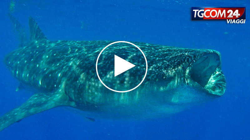 THE WHALE SHARK