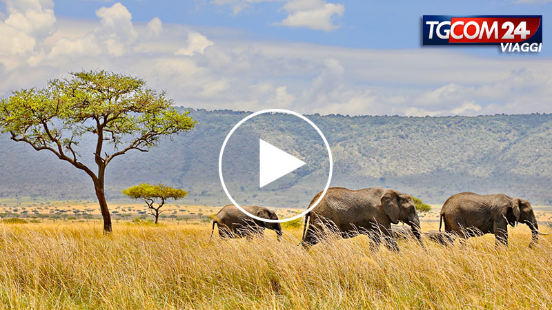 SAFARI IN KENYA